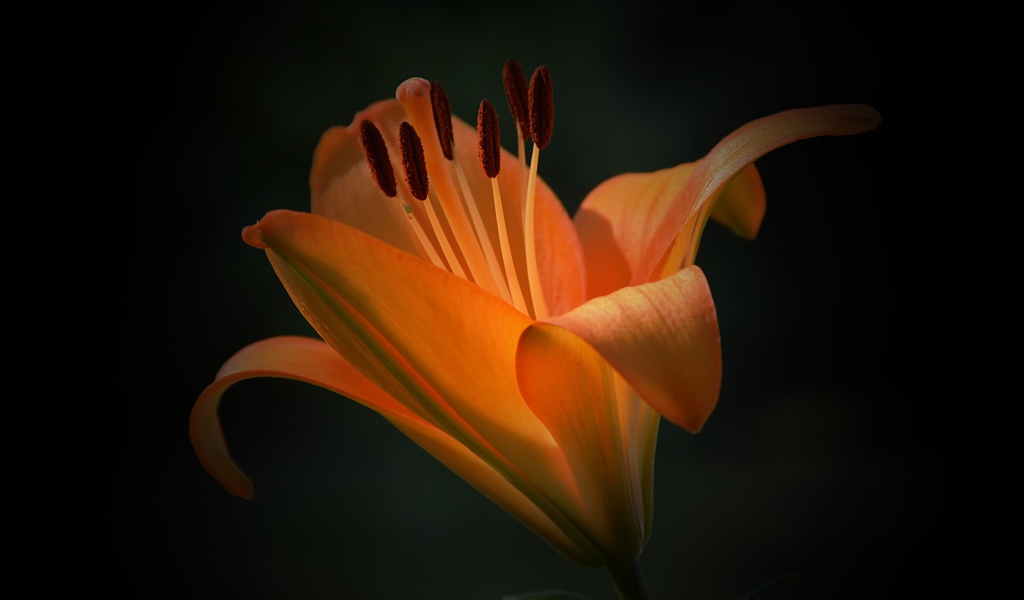 Красивый цветок оранжевой лилии крупным планом