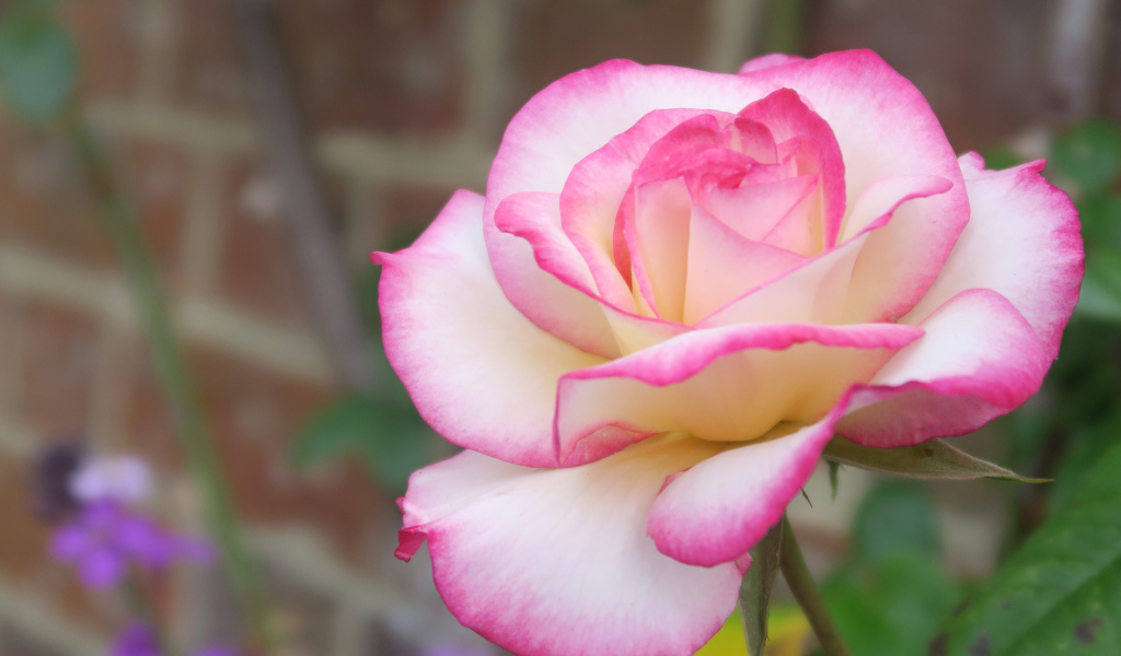 Красивая ароматная розовая роза крупным планом