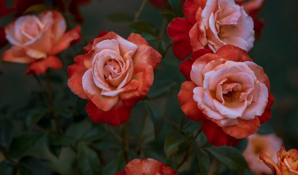 Красивые садовые розы крупным планом