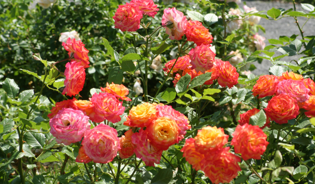 Красивые садовые розы на клумбе