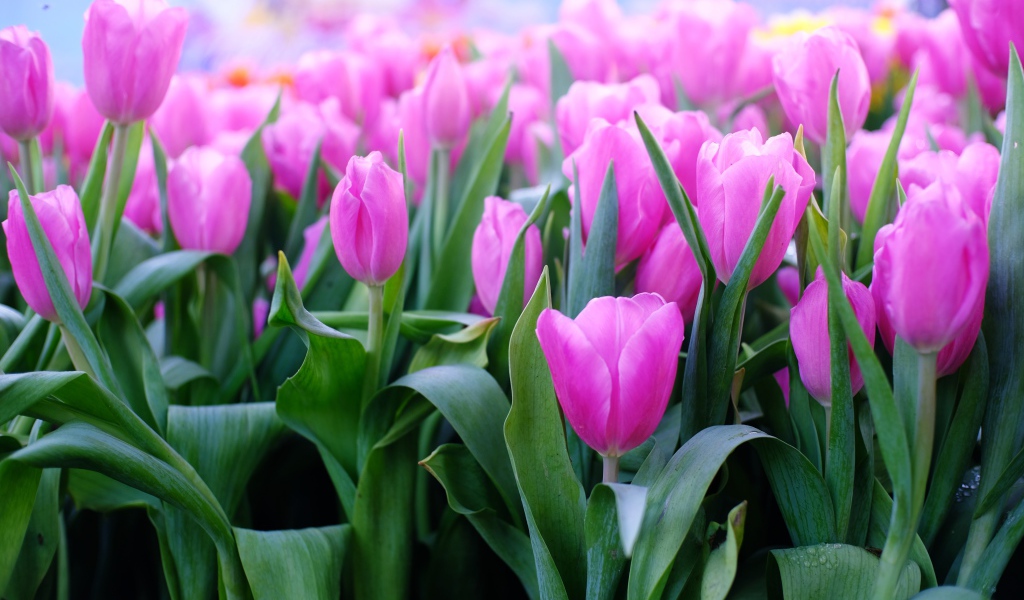 Красивые нежные сиреневые тюльпаны 