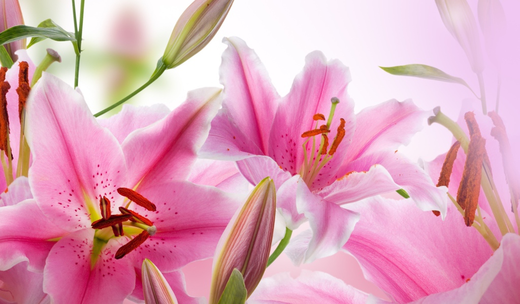 Красивые нежные розовые лилии 