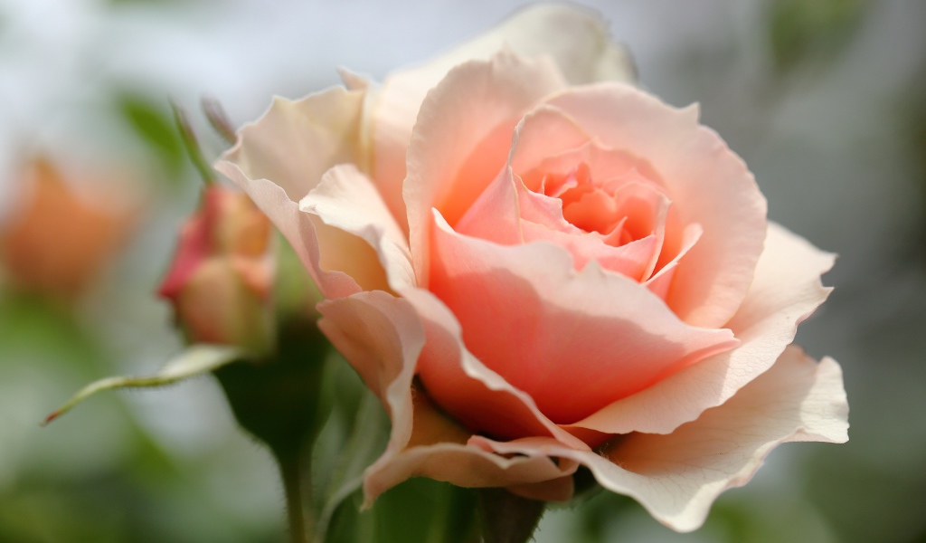 Красивая нежная розовая роза крупным планом