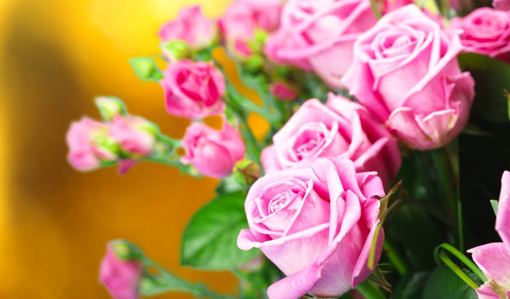 Красивые нежные розовые розы крупным планом 