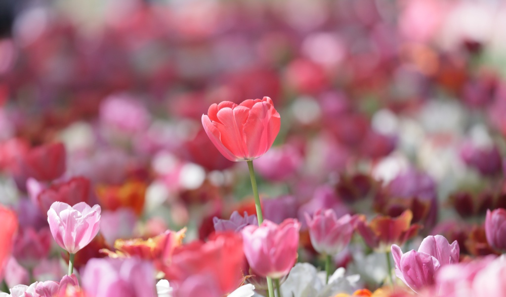 Красивые нежные розовые тюльпаны в лучах солнца