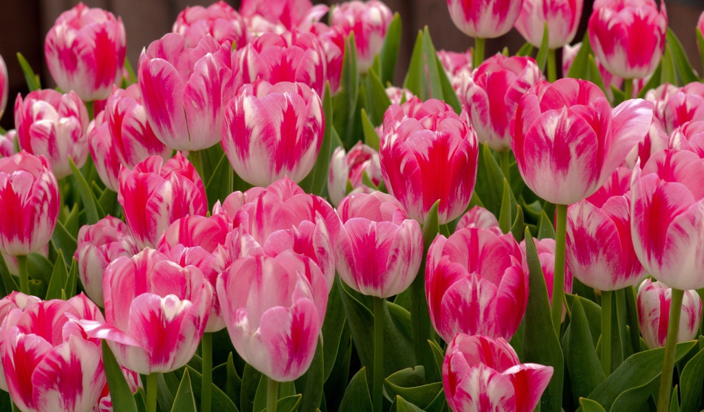 Красивые нежные розовые весенние цветы тюльпаны