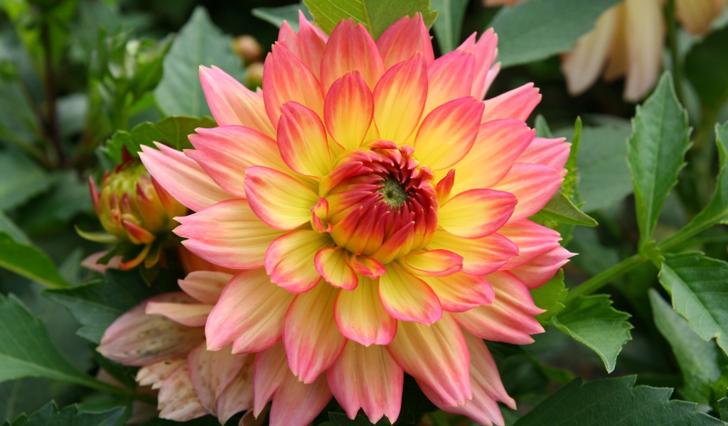 Красивый нежно розовый с желтым цветок георгина