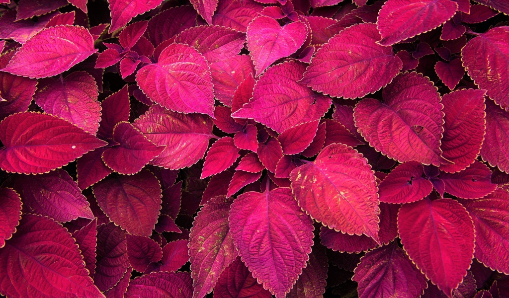 Красивое комнатное растение с красными листьями