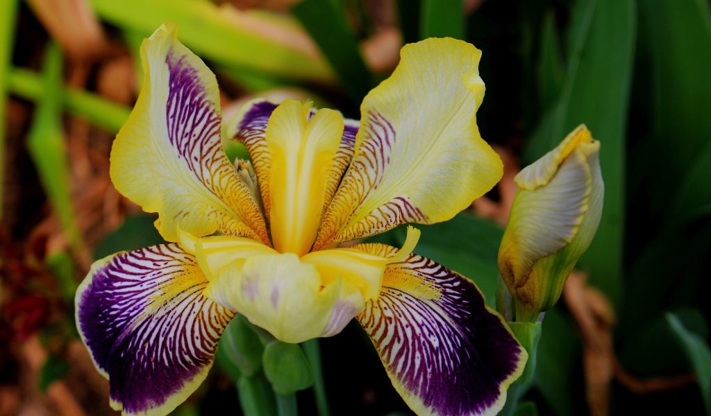 Красивый цветок ириса крупным планом