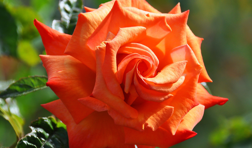 Красивый крупный цветок оранжевой розы