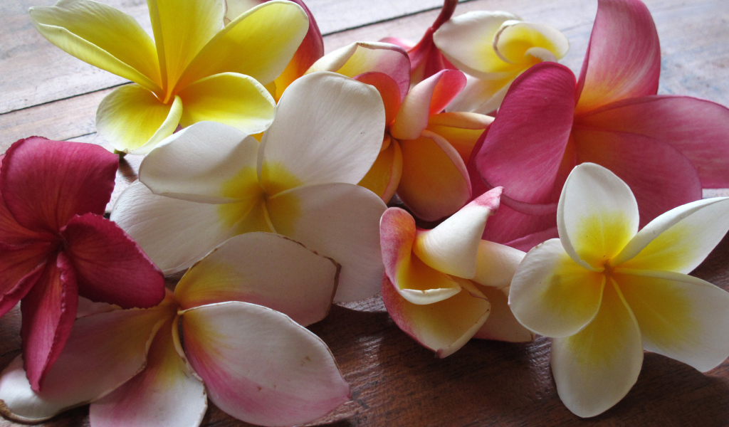 Красивые крупные цветы плюмерия