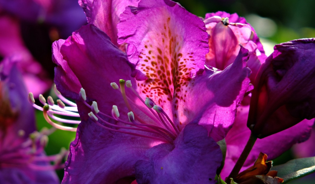 Красивый сиреневый цветок азалия крупным планом