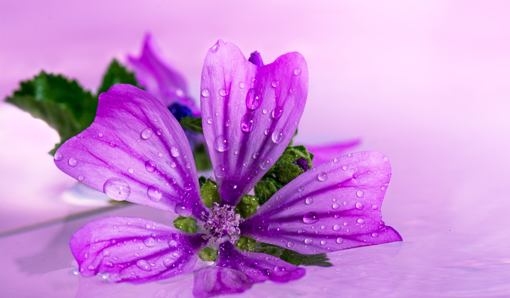 Красивый сиреневый цветок в каплях воды