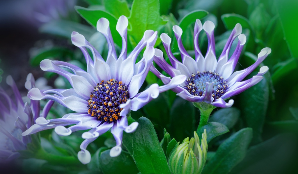 Красивые сиреневые цветы африканской ромашки