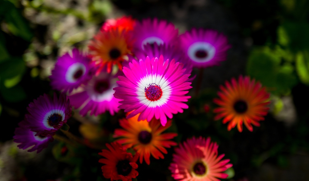 Красивые разноцветные цветы крупным планом 