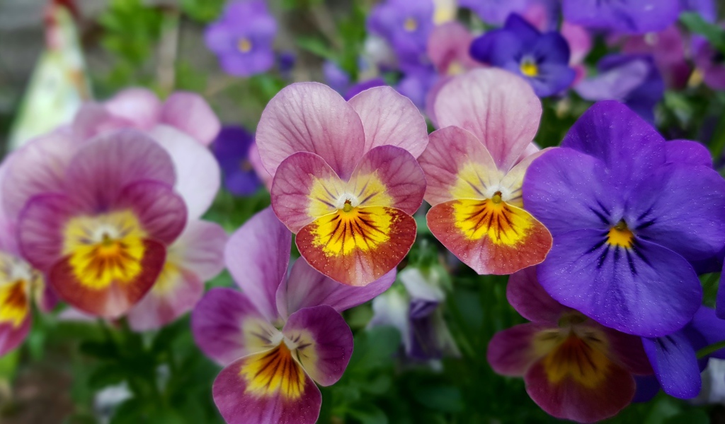 Красивые разноцветные цветы анютины глазки