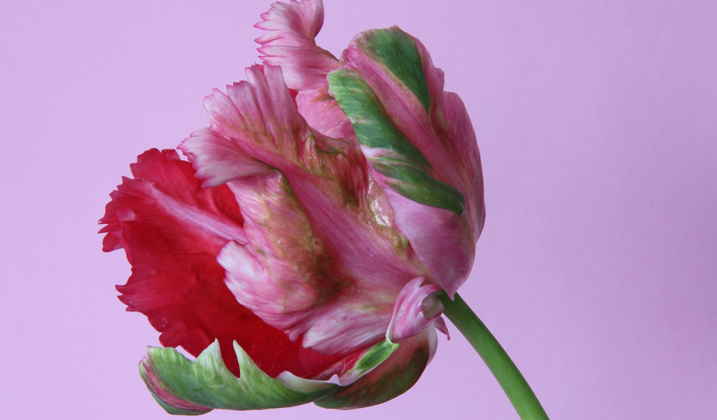 Красивый разноцветный тюльпан на розовом фоне крупным планом