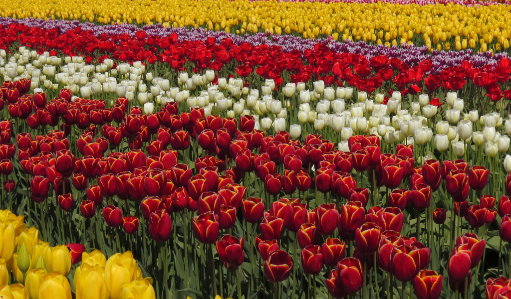 Красивые разноцветные тюльпаны рядами на поле