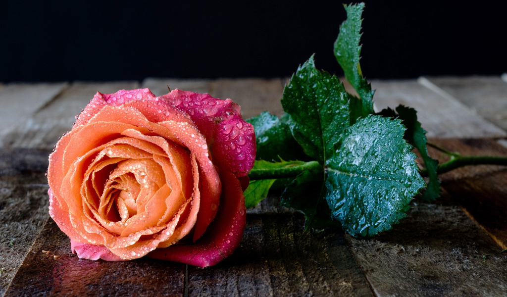 Красивый разноцветный цветок розы в каплях росы на столе