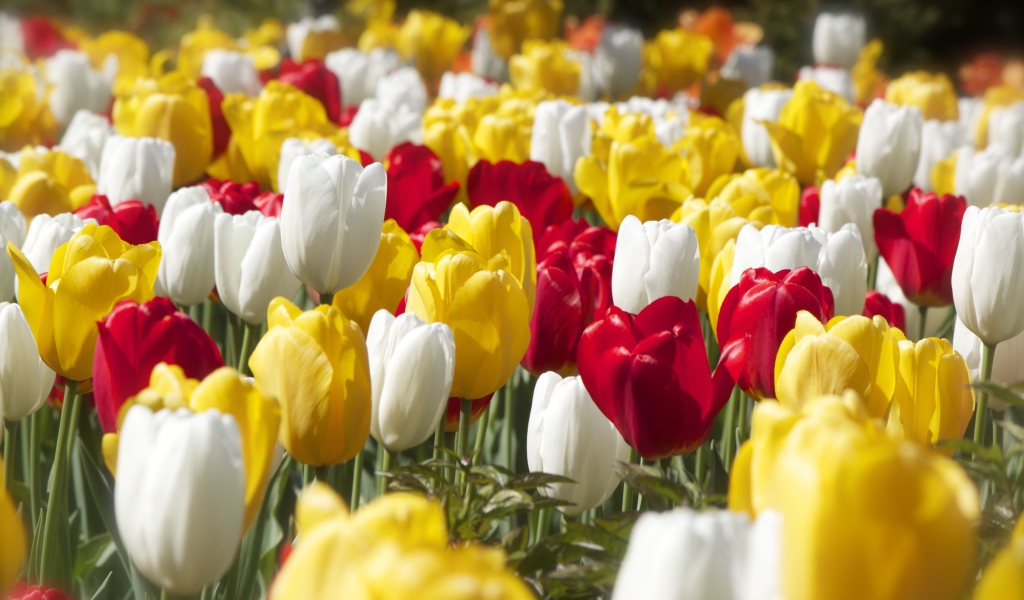 Красивые разноцветные тюльпаны под солнцем