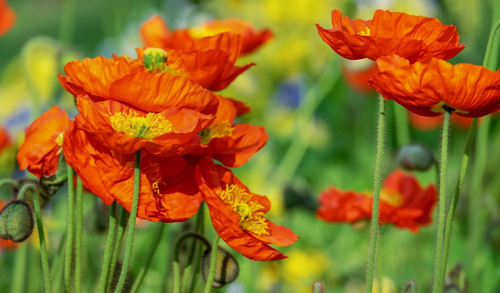 Красивые оранжевые декоративные цветы мака 