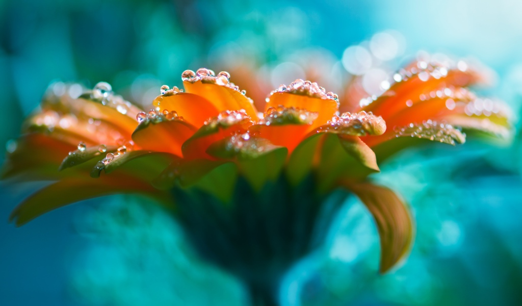 Красивый оранжевый цветок герберы с росой на лепестках