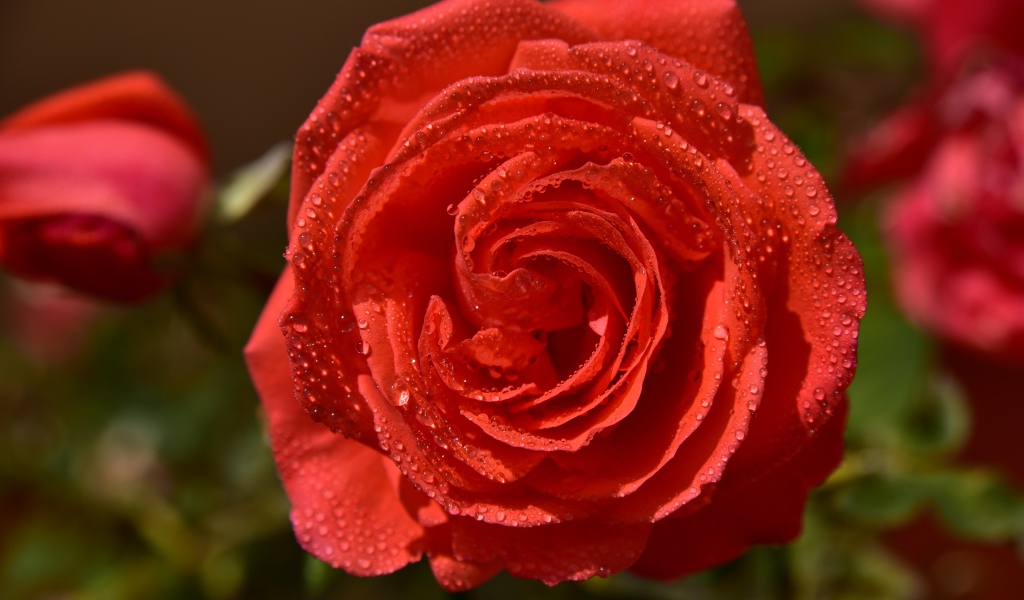 Красивая оранжевая роза в каплях утренней росы