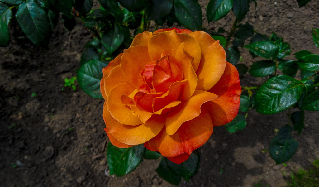 Красивая оранжевая роза на клумбе вид сверху