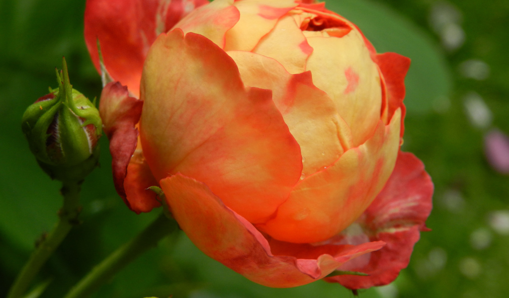 Красивая оранжевая роза с бутоном 