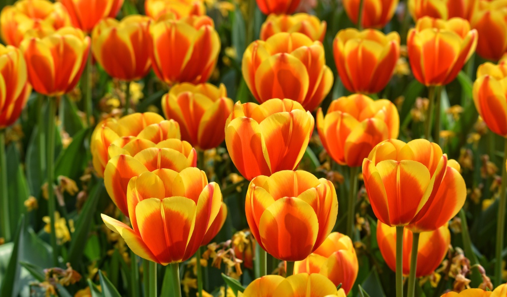 Красивые оранжевые тюльпаны крупным планом 