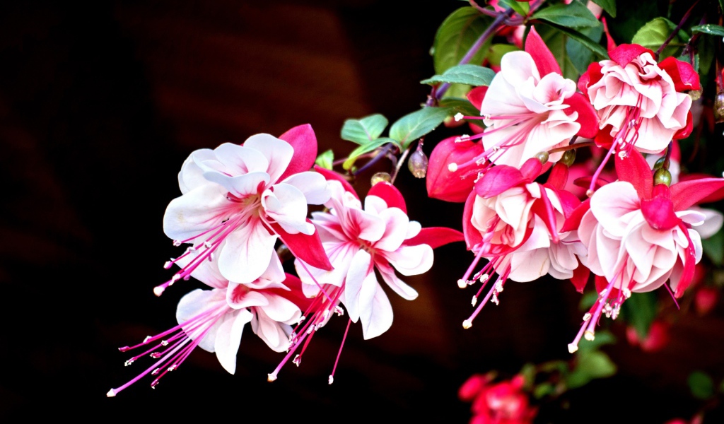 Красивые розово-белые цветы фуксия