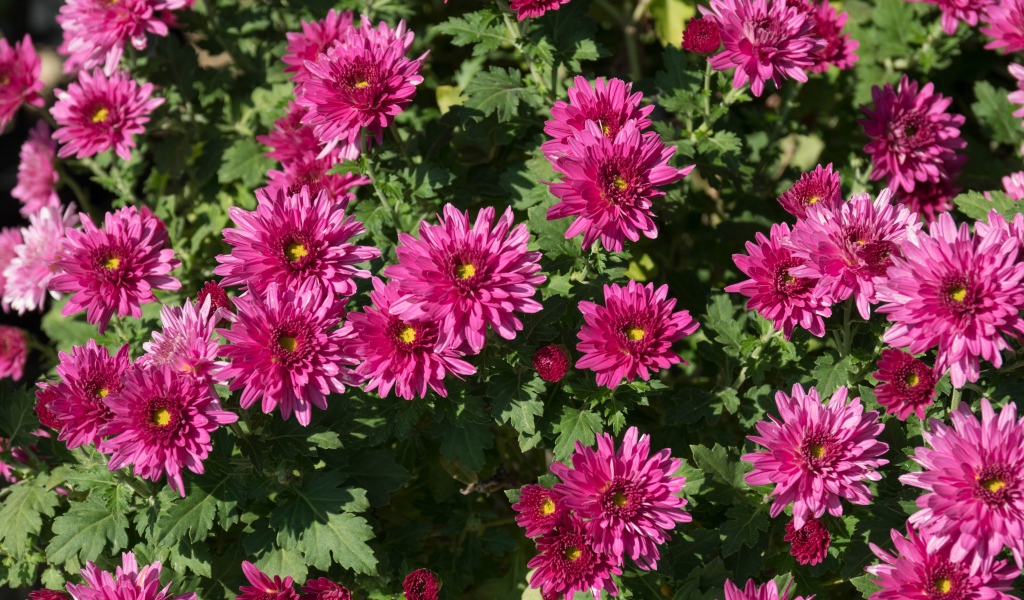 Красивые розовые хризантемы крупным планом