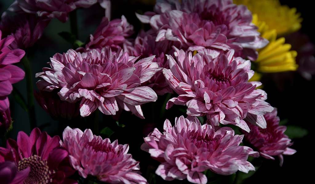 Красивые розовые цветы хризантемы