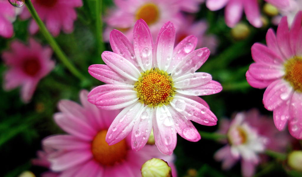 Красивая розовая ромашка в каплях росы крупным планом