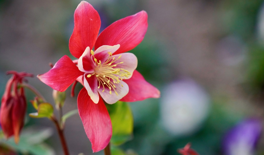 Красивый розовый цветок водосбор крупным планом