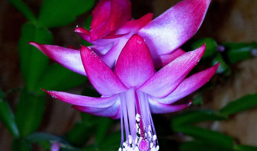 Красивый розовый комнатный цветок декабрист