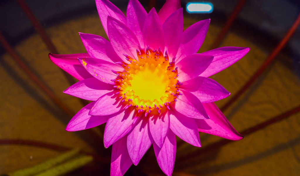 Красивый розовый цветок лотоса крупным планом