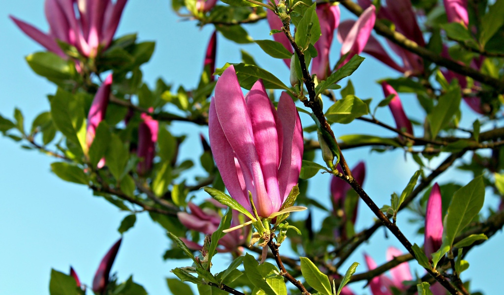 Красивые розовые цветы магнолии
