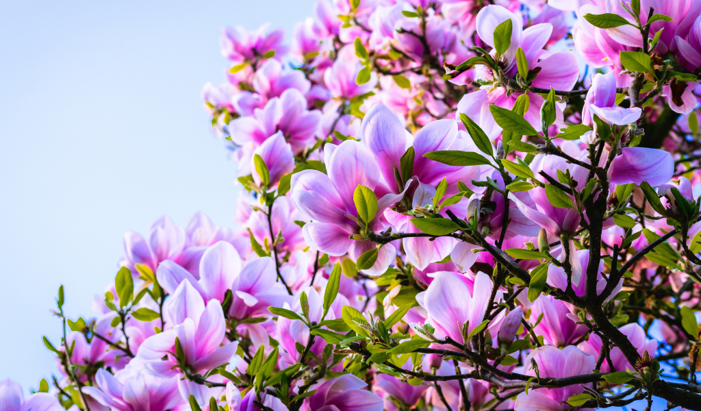 Красивые розовые цветы магнолии на дереве