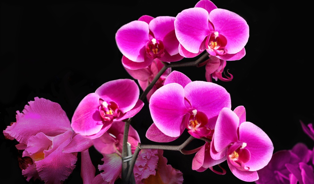 Красивые розовые цветы орхидеи на черном фоне