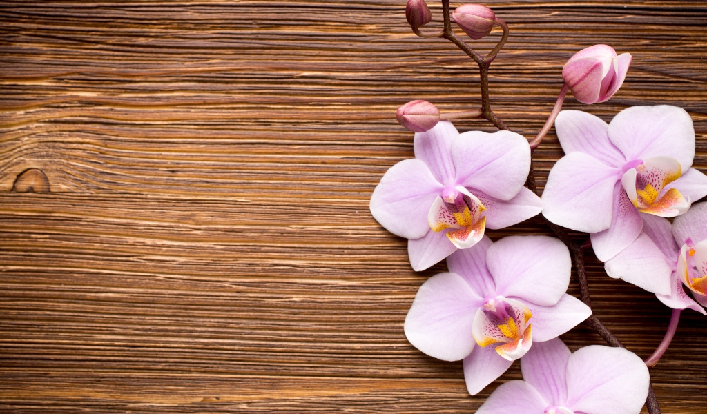 Красивые розовые орхидеи на деревянном фоне
