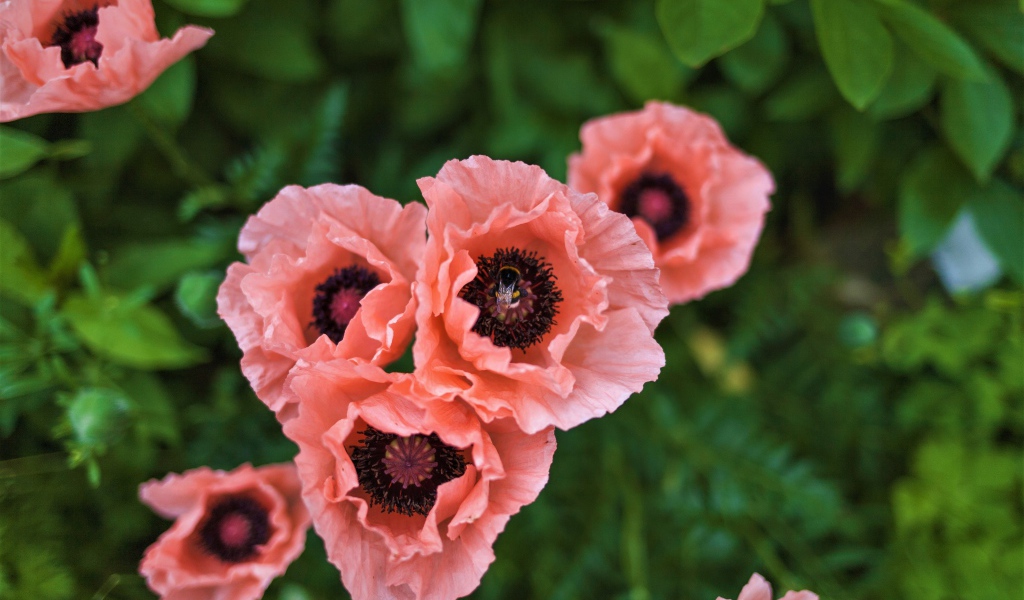 Красивые розовые маки на клумбе