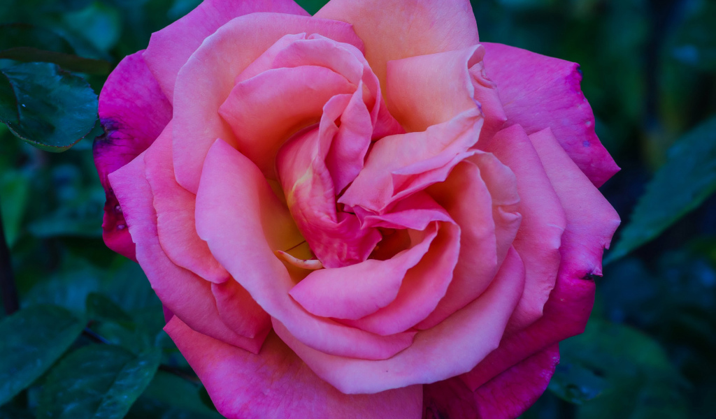 Розовая садовая красивая роза крупным планом