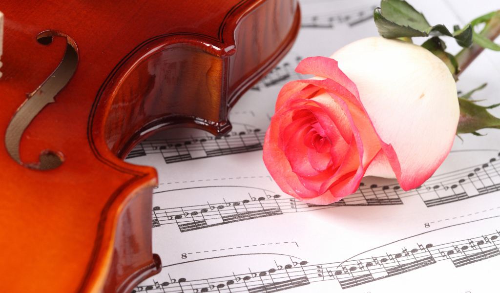Красивая розовая роза на нотах со скрипкой