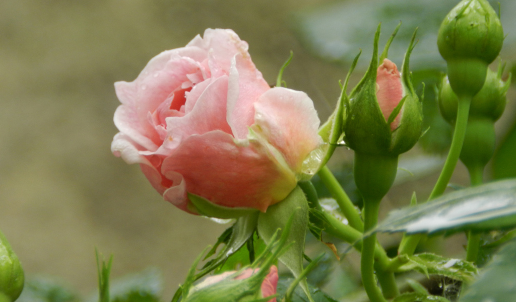 Красивая розовая роза с бутонами под дождем