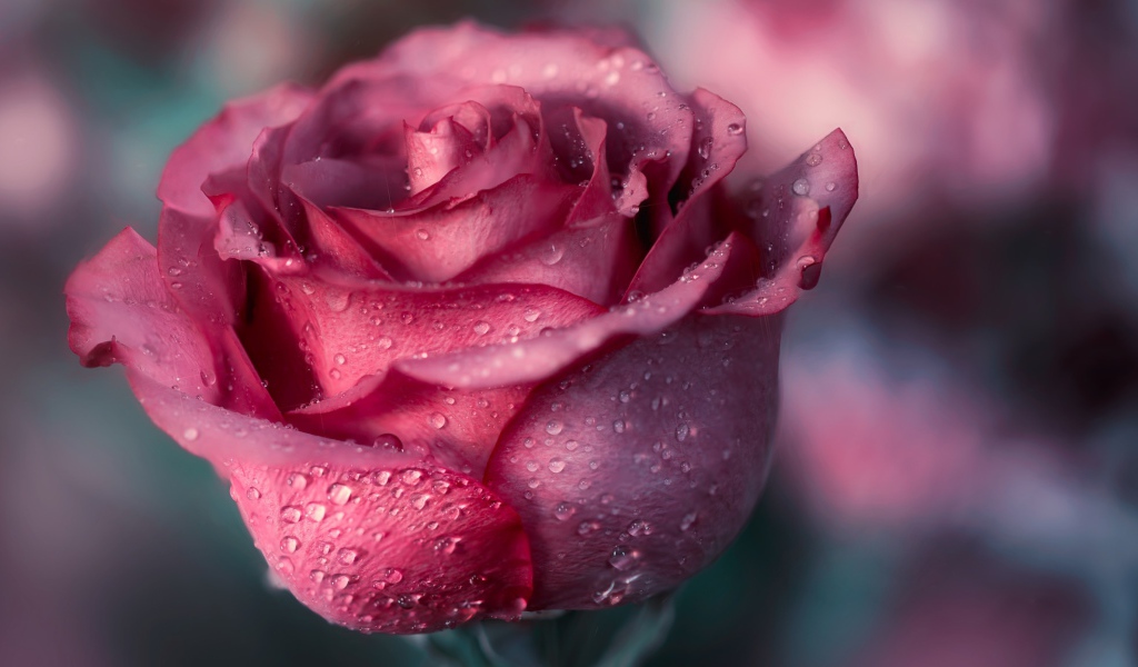 Красивая розовая роза с лепестками в росе