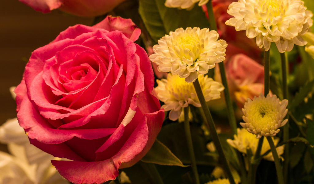 Красивая розовая роза с белыми хризантемами