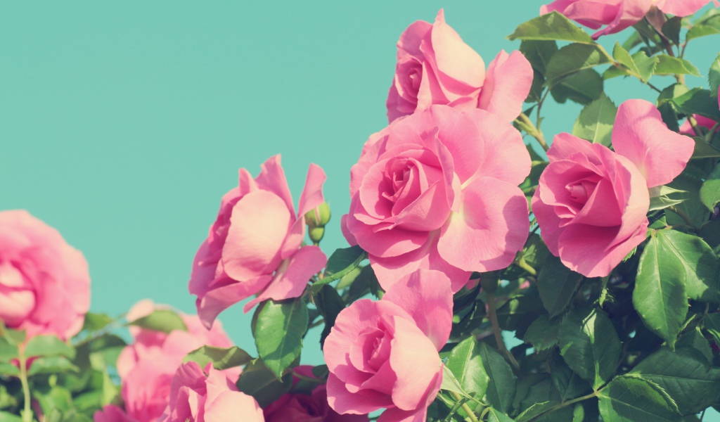 Красивые розовые розы на голубом фоне