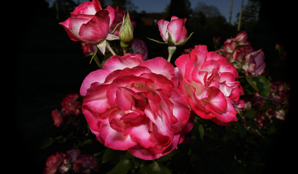 Красивые розовые розы с бутонами на клумбе 