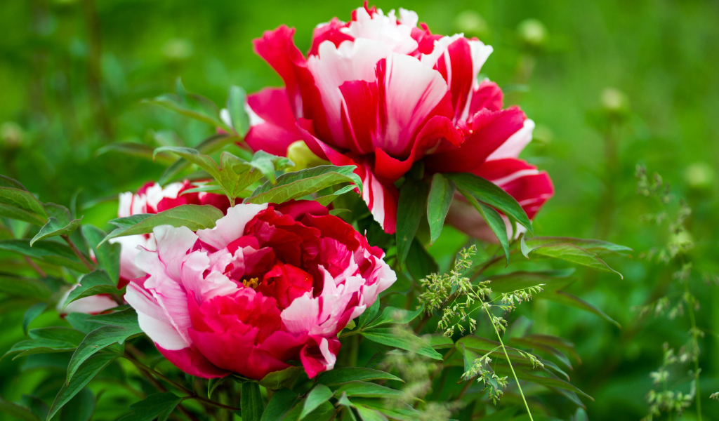 Красивые розовые с белым пионы 